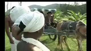 Kao Negras da senzala